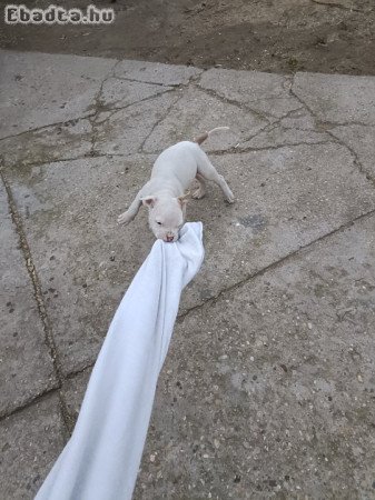 Amerikai staffordshire terrier