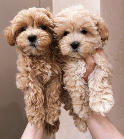 Maltipoo Maltai selyem es torpe uszkar