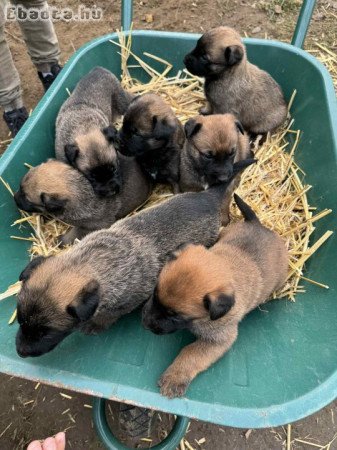 Belga juhàsz német juhàsz