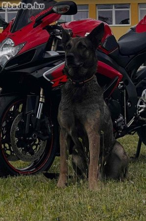 Belga juhàsz német juhàsz