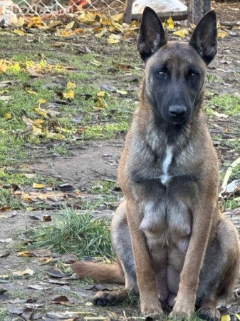 Belga juhàsz német juhàsz