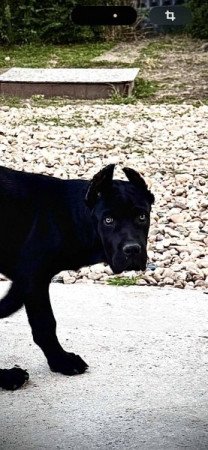 Cane Corso