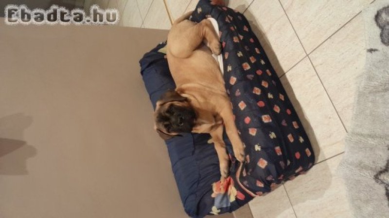 Eladó törzskönyvezett bullmastiff kiskutya