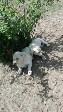 Labrador jellegű keverék