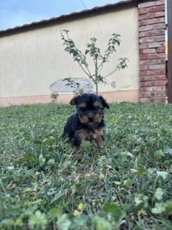 Yorkshire terrier