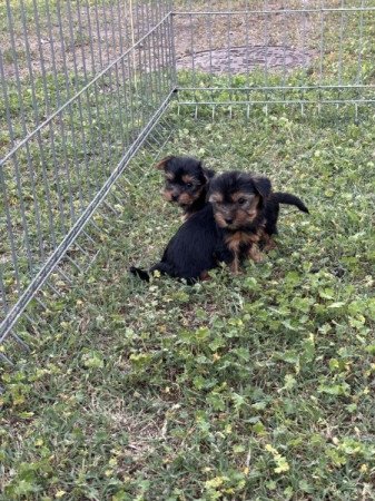 Yorkshire terrier