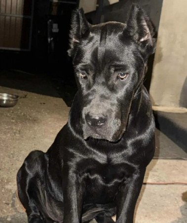 Cane Corso