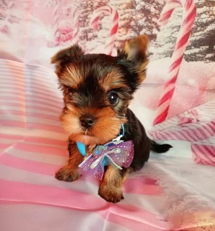 Yorkshire terrier