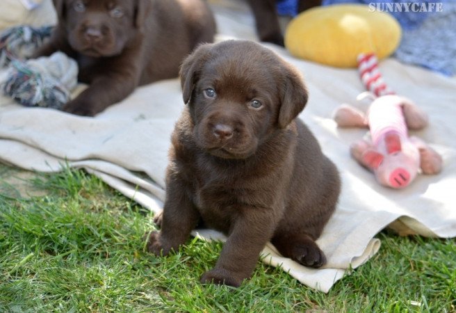 Labrador retriever