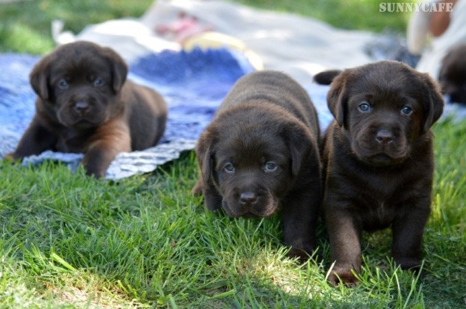 Labrador retriever