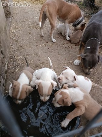 Amerikai staffordshire terrier