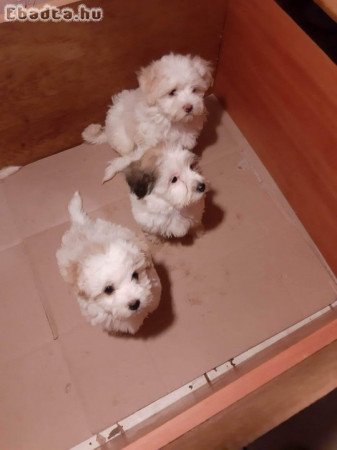 Bichon havanese szuka kicsik