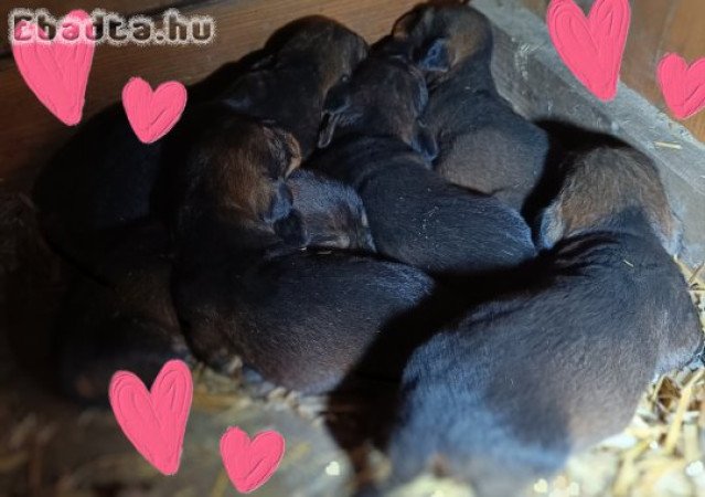 Fajtatiszta szálkás szőrű tacskó kiskutyák