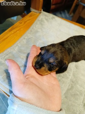 Fajtatiszta szálkás szőrű tacskó kiskutyák