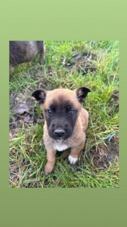 Malinois/ belga juhàsz