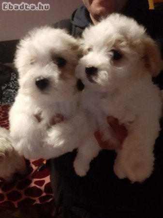 Bichon havanese szuka kicsik