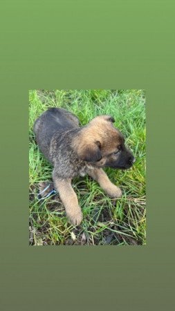 Malinois/ belga juhàsz