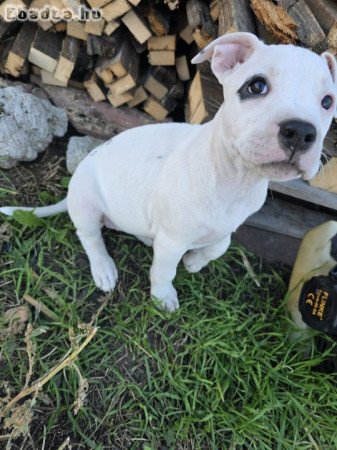 Amerikai Stafford kölykök