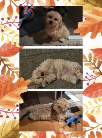 Maltipoo maltai selymszoru + törpe uszkár