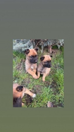 Malinois/ belga juhàsz