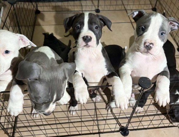 Staffordshire terrier