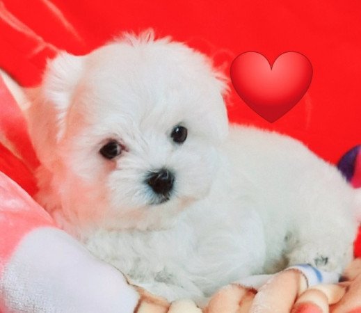 Bichon Havanese