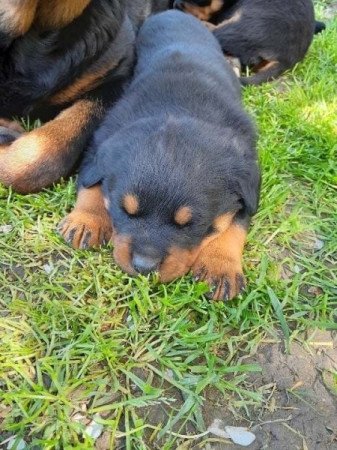 Rottweiler