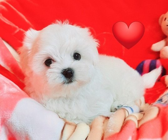 Bichon Havanese