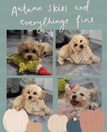 Maltipoo maltai selymszoru + törpe uszkár