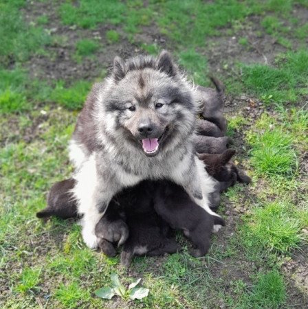 Eurázsiai kennel