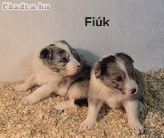Border collie kölykök
