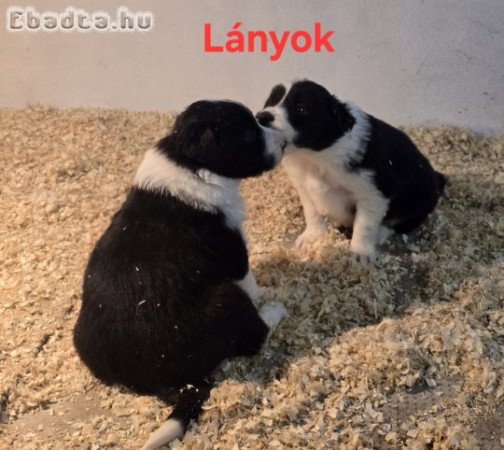 Border collie kölykök