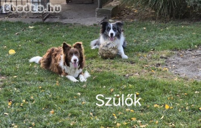 Border collie kölykök