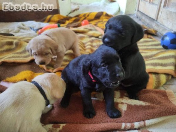 Labrador Retriever fekete és zsömle