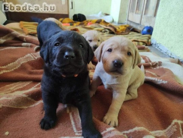 Labrador Retriever fekete és zsömle