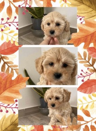 Maltipoo maltai selymszoru + törpe uszkár