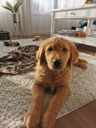 Golden retriever