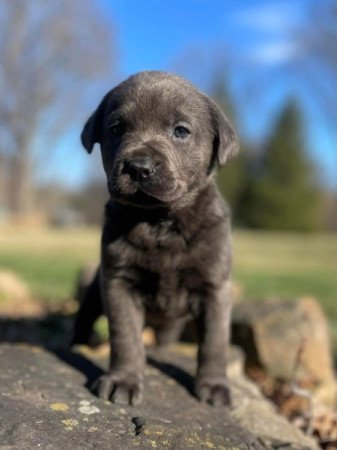 labrador retriever