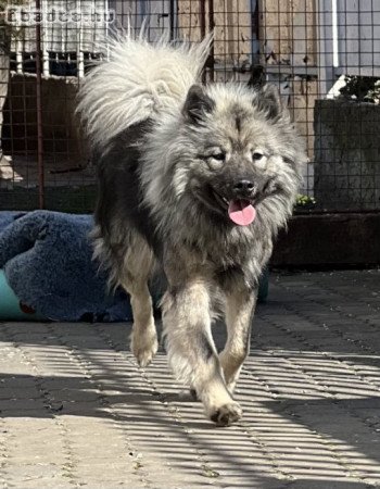 eurasier elado