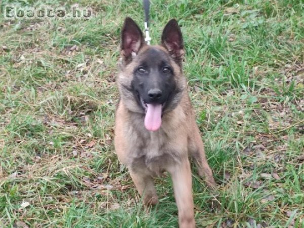 Malinois Mali belga juhász