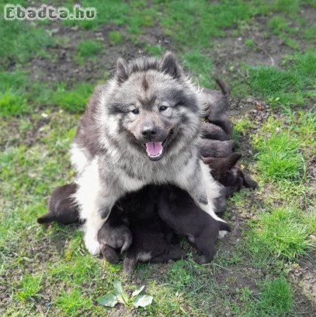 eurasier elado