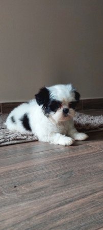 Shih -tzu