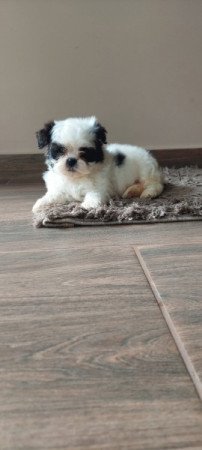 Shih -tzu