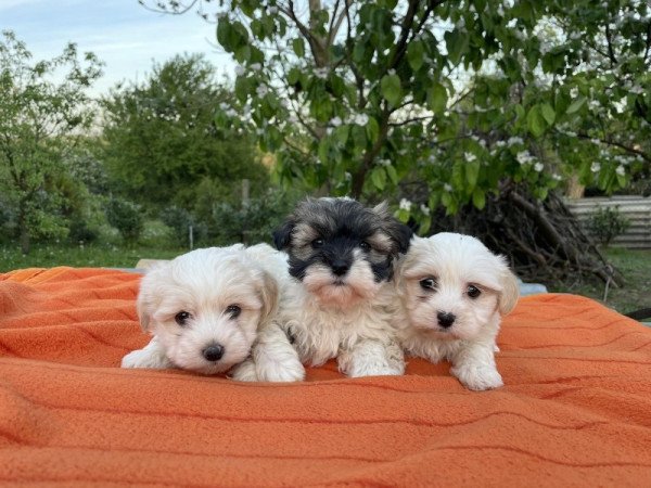 Bichon havanese