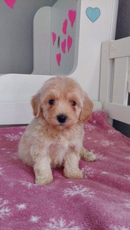 maltipoo máltai selyem × toy uszkár