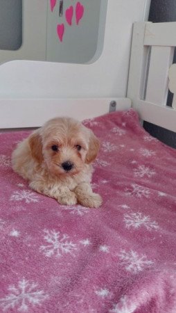 maltipoo máltai selyem × toy uszkár