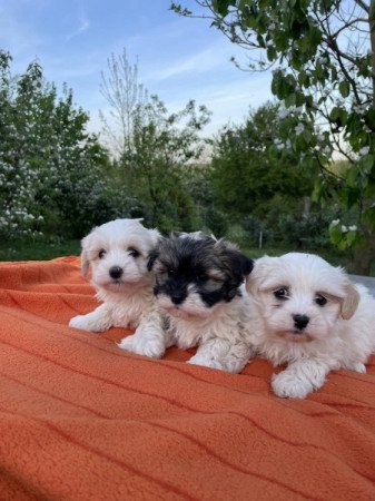 Bichon havanese