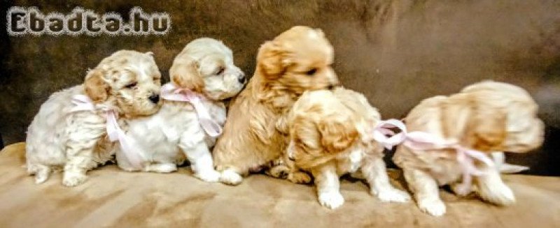 Maltipoo fajtatiszta jellegű szuka