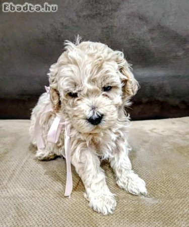 Maltipoo fajtatiszta jellegű szuka