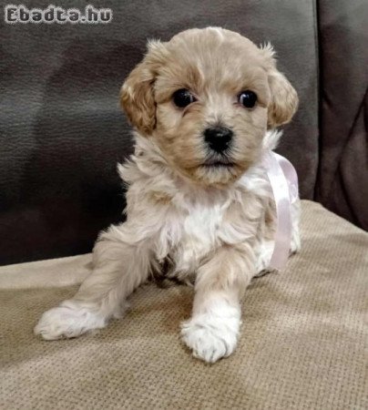 Maltipoo fajtatiszta jellegű szuka